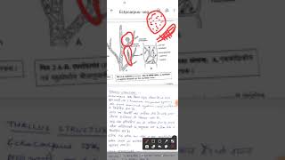 Bsc PartIEctocarpusvegetative structure and asexual reproduction [upl. by Moore]