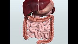 Anatomy and Physiology of Digestive System [upl. by Gnaht224]