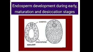 Endosperm development  Early Maturation Dessication stages [upl. by Parent245]