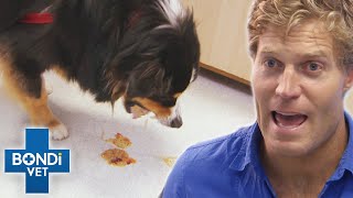 Poisoned Dog Has Minutes To Live  Bondi Vet [upl. by Ballinger118]