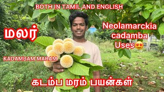 KADAMBA MARAM  கடம்ப மரம்  Neolamarckia cadamba IN TAMIL [upl. by Cherilyn]