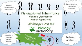 Chromosomal Inheritance Genetic Disorders in Human Populations  AP Biology 56 [upl. by Ajnin339]