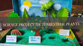 TERRESTRIAL PLANTS 3D MODEL PROJECT terrestrialplants kidscraft scienceproject artsandcrafts [upl. by Ekaterina495]