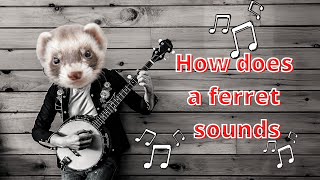 How does a ferret sounds [upl. by Ogires842]