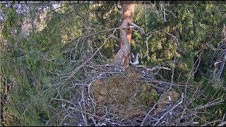 LDF Melnais stārķis Green Sandpiper visit the Black Stork nest 805 AM 20190423 [upl. by Heinrike]