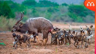 QUANDO OS CÃES SELVAGENS VÃO CAÇAR [upl. by Groves]