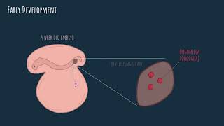 Oogenesis  embryonic development [upl. by Gale]