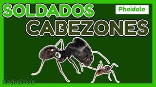 📗GUÍA DE CUIDADOS COMPLETA  Hormiga Cabezona👽 Pheidole [upl. by Nyluqcaj383]