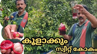 ഇതൊരു ഗ്ലാസ് കഴിച്ചാൽfruitstropical plantssweet kokamharvestingplantherbal plantkokam juice [upl. by Yam]