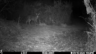 Top Wildlife Moments on our Western Washington Southwest Corner Part 1 Trailcam September 2024 [upl. by Eentruok]