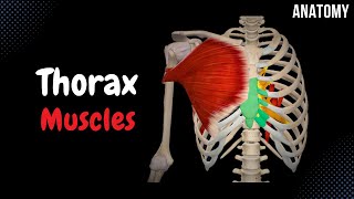 Muscles of the Thorax Origin Insertion Function [upl. by Gnof]