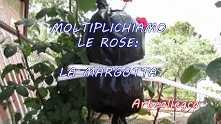 RIPRODUCIAMO LE ROSE LA MARGOTTA 5 [upl. by Thema222]