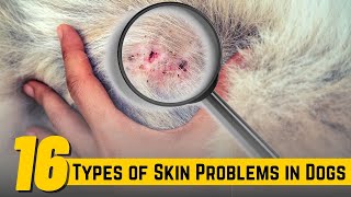 16 Types of Skin Problems in Dogs  Bacterial Skin Infection In Dogs [upl. by Teilo161]