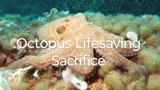 Octopus Lifesaving Sacrifice rosellureta wildwonders octopus [upl. by Catton]