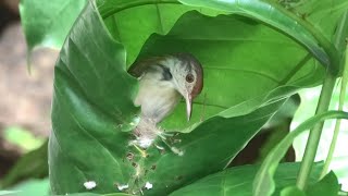 Tailor Bird Making Nest  Very close view [upl. by Akiemehs]