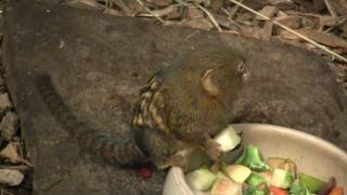 Pygmy Marmoset Callithrix pygmaea or Cebuella pygmaea  Zwergseidenäffchen 3 [upl. by Sairtemed533]