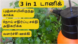 Best Homemade Fungicide  Growth Booster  Immunity Booster with kitchen ingredients in Tamil [upl. by Ylrebmic461]