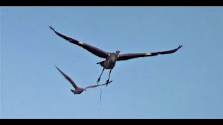 What is THAT Very Unusual Visitor to Balcony Airspace  Seagulls not happy  Balcony Bird Table [upl. by Anahoj483]