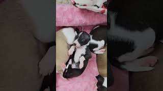 All The DoDa Day Bijou Italian Greyhound Puppy Big Dreams [upl. by Dorman]