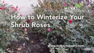 How to Winterize Your Shrub Roses [upl. by Mahla]