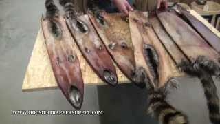 Raccoon Trapping  Grading and Handling Fur [upl. by Mercier]