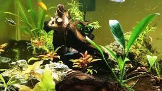 Moving Fish From Quarantine To 40 Gallon Tank Homes Tetras Rasboras Dwarf Gouramis Corydoras [upl. by Jempty189]