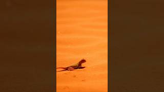 Desert Survival How Lizards Adapt To Survive The Heat [upl. by Blancha]