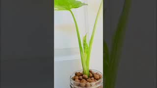 Alocasia Odora 2 Day Time Lapse [upl. by Ehcnalb197]