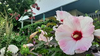 Hardy Hibiscus are Enjoying the Heat in the July Garden  Ricks Garden Diary  2024 [upl. by Namlaz]