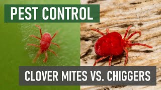 What’s the Difference Between Chiggers and Clover Mites [upl. by Tager]