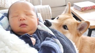 Shiba Dog Meets Baby Brother [upl. by Clynes801]