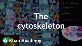 The cytoskeleton  Structure of a cell  Biology  Khan Academy [upl. by Acemaj987]