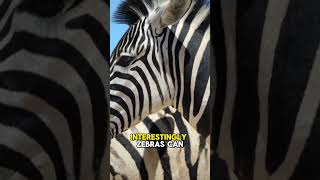 All About Zebras and Zebra Species Fun Facts About Zebras amp Parrots Explained zebra animals [upl. by Toombs]