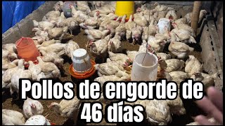 Cómo CRIAR POLLOS DE ENGORDEAvances de campaña 46 días [upl. by Kennan]