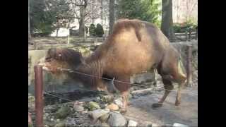 Bactrian Camels at Cleveland Zoo [upl. by Atekin]