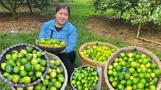 Harvesting Lemons Garden Goes to the market sell Gardening [upl. by Oehsen]