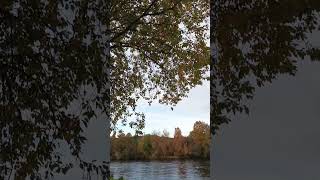 Autumn leaves by the river Steinkjer Norway 🍂🍁 norwegiannature [upl. by Avron493]