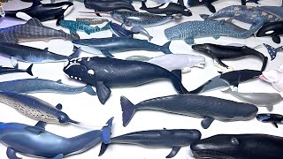 Whales Dolphins Whaleshark Bottlenose Dolphin Sperm Whale Blue Whale Vaquita Beluga Orca [upl. by Kissiah]