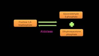 Glycolysis Name the Substrate [upl. by Yorke360]