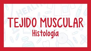 TEJIDO MUSCULAR  ¡Fácil explicación Histología [upl. by Assel]