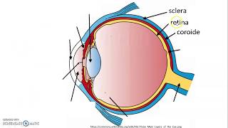 video lezione occhio [upl. by Knuth787]