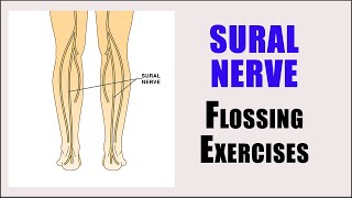 SURAL NERVE ENTRAPMENT  Nerve glide exercises for pain numbness and tingling in the leg and foot [upl. by Trenna]