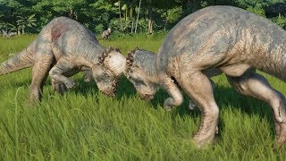 Pachycephalosaurus VS Pachycephalosaurus  Jurassic World Evolution [upl. by Sehguh128]