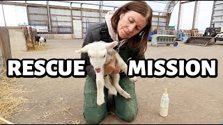 A few CLOSE CALLStwo lamb breakouts two lambs starving amp one lamb was almost lost Vlog 748 [upl. by Vescuso398]