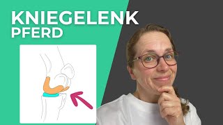 Das Kniegelenk des Pferdes  mein Lieblingsgelenk [upl. by Ernie]