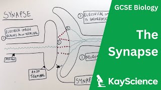 The Synapse  GCSE Biology  kaysciencecom [upl. by Akemor]