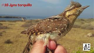 Banding birds in Tabarca Island Spain [upl. by Ponzo]