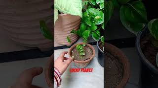 5 lucky plants 🌱 in my garden 🏡🏠plants ki duniya 🤗 [upl. by Lesslie]