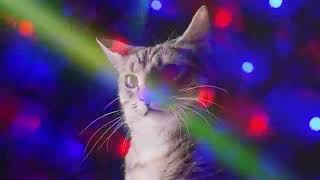 ❤10ЧАСОВ❤ ДИСКОТЕКА КОШЕК Meow Mix song [upl. by Drain]