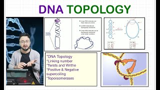 DNA Topology I Linking Number I DNA Supercoiling I ARS Agri Biotechnology CSIRJRF ICARJRFSRF [upl. by Nylekoorb486]